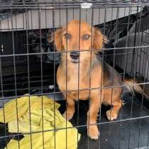 Маленькая таксообразная собачка ищет дом, в Санкт-Петербурге