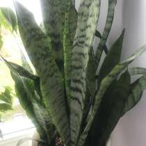 Сенсевьерии, в Щербинке