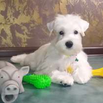 Miniature schnauzer. White boy, в г.Бремен