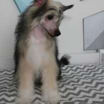 Девочка Китайской хохлатой, в Москве