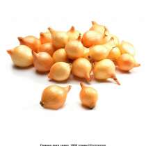 Лук севок, в Чебоксарах