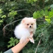 Щенки шпица, в г.Берлин