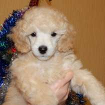 Poodle. Apricot and white boy's, в г.Аренсбург