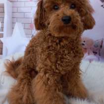 Пудель. Red brown, в г.Гамбург