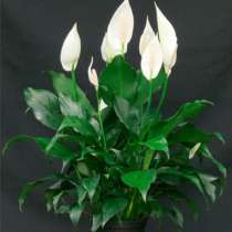 Комнатные цветы «Женское счастье (Спатифиллум,), в г.Талдыкорган