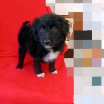 Необычный малыш-пушистик ищет дом, в Санкт-Петербурге