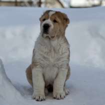 Среднеазиатская овчарка алабай щенок, в Москве
