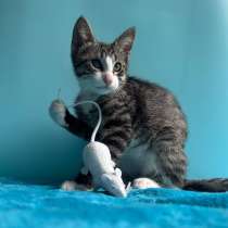 Очень эмоциональный котёнок, в Санкт-Петербурге