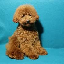 Toy puddle. Boy, в г.Франкфурт-на-Майне