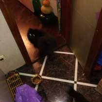 Шпиц той терьер, в Уфе