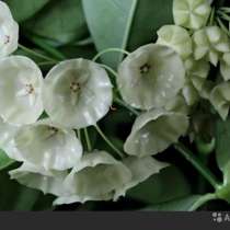 Хойя. Растение тропического сада, в Новосибирске