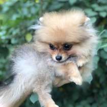 Щенки шпица продаются, в г.Бухарест