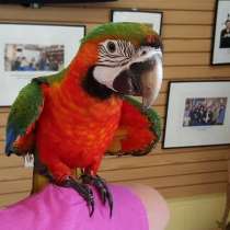 Ара арлекин - ручные птенцы из питомника, в Москве