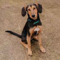 Джина, в г.Амстердам