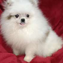 Pomeranian spitz bear. Micro girl. Pocket version, в г.Берлин