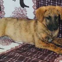 Необычной красоты щенок, метис малинуа, в Санкт-Петербурге