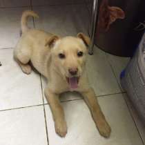 Прелестный щенок с золотистой шерсткой, в Санкт-Петербурге