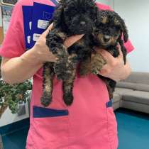 Высокопородные Пуделя (High-bred Poodle), в г.Таллин