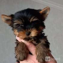 Кавалер - Кинг - Чарльз спаниель, в г.Берлин