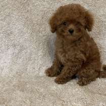 Toy puddle. Red boy, в г.Althegnenberg