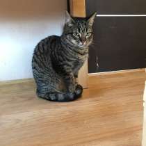 Кошечка Няша, в Краснодаре