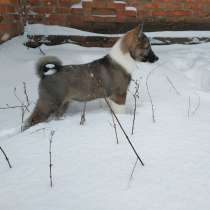 Щенки лайки западно сибирская, в г.Харьков