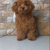 Maltipoo. Girl, в г.Берлин