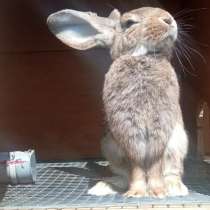 Ճագար, կռոլիկ,Кролик. Ереван › Нор Норк. от 5000-20,000 AMD, в г.Ереван