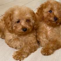 Той пудель, в г.Aach