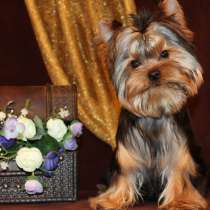 Щенки Йоркширского терьера. Шестимесячный мальчик красавчик, в Москве