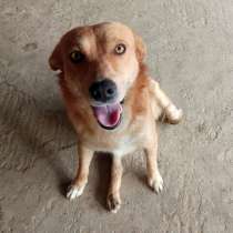 Прекрасный милый мальчишка Рыжик в самые добрые руки!, в Москве