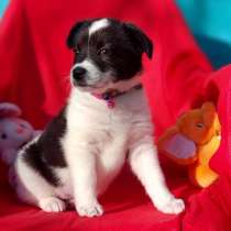 Щеночки как игрушечки, в Санкт-Петербурге