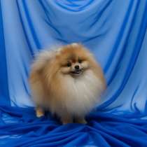 Мальчик померанский шпиц, в г.Париж