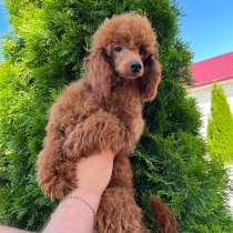 Пудель ред Браун, в г.Анталия