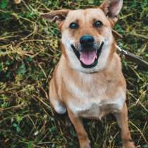 Милая собака с очень трепетным отношением к людям, в Санкт-Петербурге