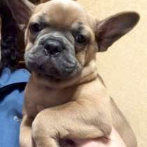 Французский бульдог, в г.Франкфурт-на-Майне