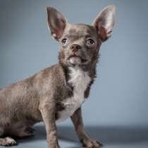 Чихуахуа. Lilac, в г.Гамбург