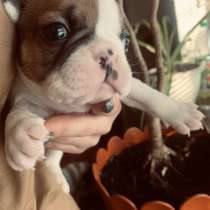 Щенки французского бульдога, в г.Киев