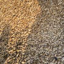 Ячмень, в Оренбурге