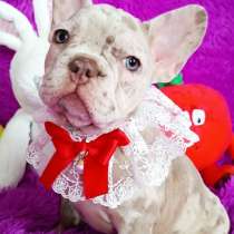 French bulldog. Isabella merle girl, в г.Гамбург