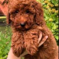 Пудель. Red, в г.Херцберг