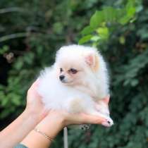 Ищут дом щенки шпица, в г.Милан