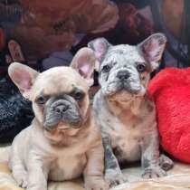 Французский бульдог, в г.Анкара