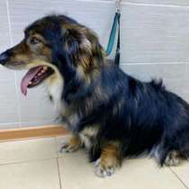 Маленький пёсик на коротких лапках, в Санкт-Петербурге