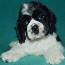 Американский кокер спаниель, в г.Ульм