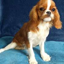 Кавалер Кинг Чарльз спаниель. Бленхейм, в г.Берлин