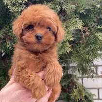 Maltipoo. Rеd and black tan boy's, в г.Кёнигштайн