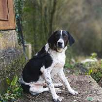 Замечательный парень Рекс в добрые руки!, в Москве
