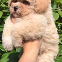 Мальтипу, в г.Киль