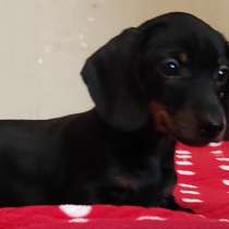 Такса карликовая, в г.Кройцбург